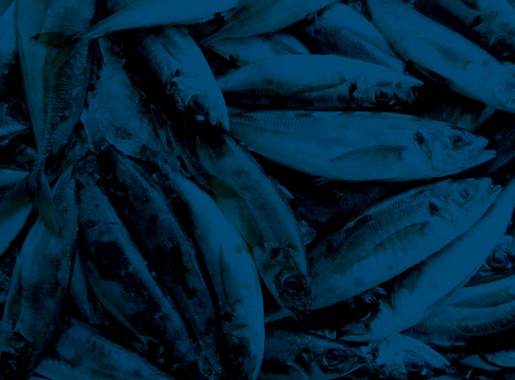 sardinas azul xesnova